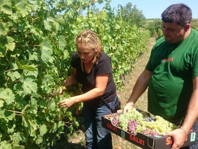Stolno grožđe uzgaja i Marija Milašin iz Oriovca