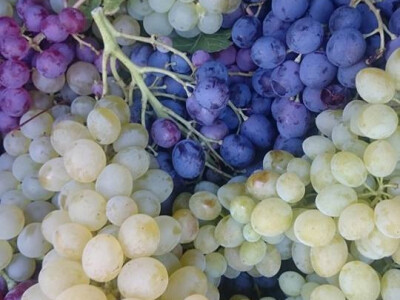 Razne boje i okusi stolnih sorti grožđa