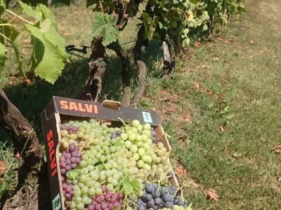 Stolno grožđe za prijatelje