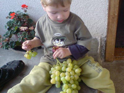 Marko Živković uživa u slasnim bobama stolnog grožđa