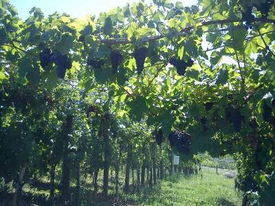 Portugizac i stolno grožđe na brajdi