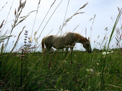 Stomatološki pregled važan je za svakog konja