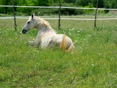 Stomatološki pregled važan je za svakog konja