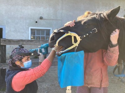 Stomatološki pregled važan je za svakog konja