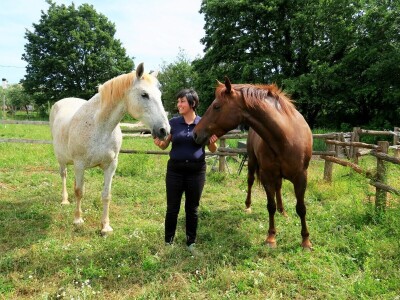 Stomatološki pregled važan je za svakog konja