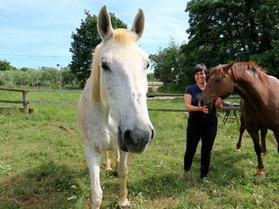 Stomatološki pregled važan je za svakog konja