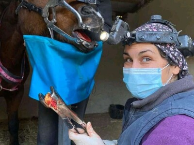 Stomatološki pregled važan je za svakog konja