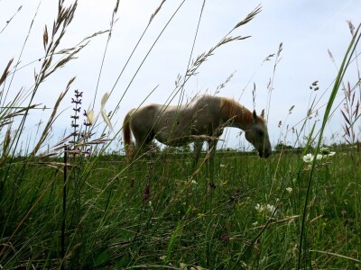 Stomatološki pregled važan za svakog konja