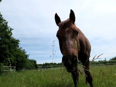 Stomatološki pregled važan za svakog konja