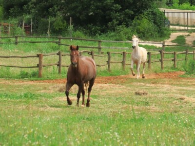 Stomatološki pregled važan za svakog konja