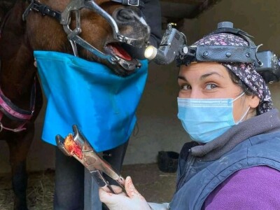 Stomatološki pregled važan za svakog konja