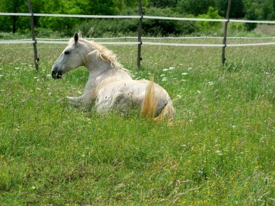 Stomatološki pregled važan za svakog konja