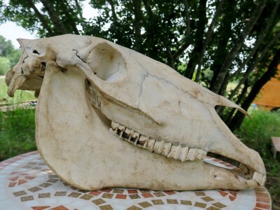 Stomatološki pregled važan za svakog konja