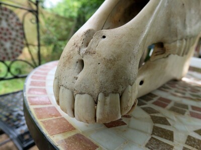 Stomatološki pregled važan za svakog konja