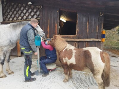 Stomatološki pregled važan za svakog konja
