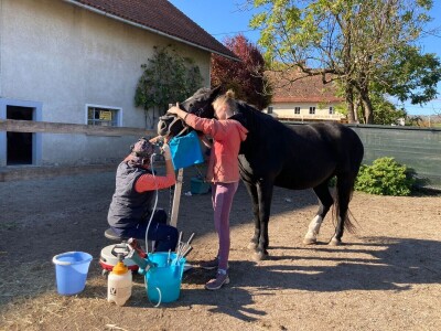 Stomatološki pregled važan za svakog konja