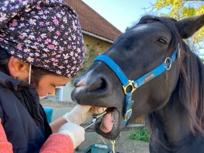 Stomatološki pregled važan za svakog konja