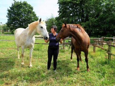 Stomatološki pregled važan za svakog konja