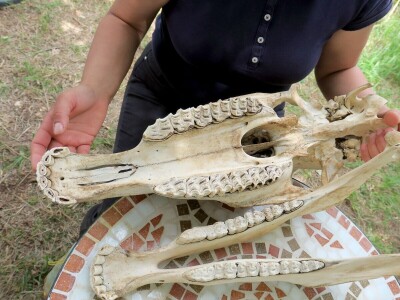 Stomatološki pregled važan za svakog konja