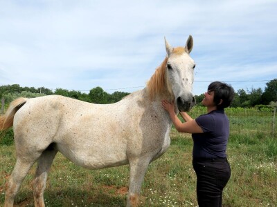 Stomatološki pregled važan za svakog konja