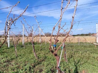Stoprocentna šteta od grada u Gložanu