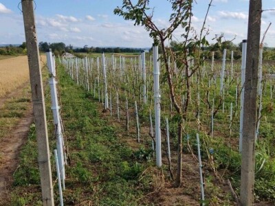 Stoprocentna šteta od grada u Gložanu