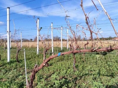Stoprocentna šteta od grada u Gložanu