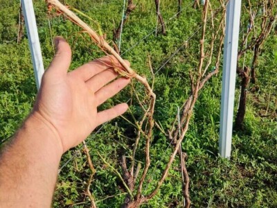 Stoprocentna šteta od grada u Gložanu