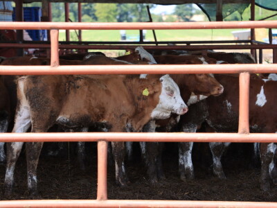 Stradale farme u Općini Strizivojna