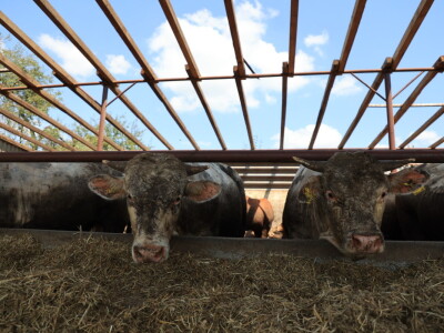 Stradale farme u Općini Strizivojna