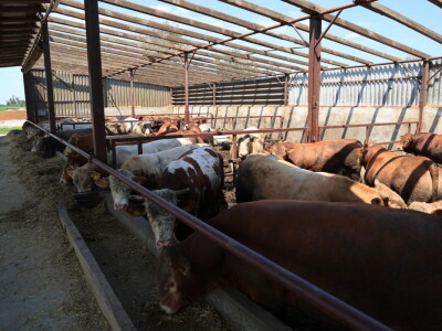 Stradale farme u Općini Strizivojna