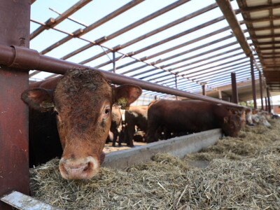 Stradale farme u Općini Strizivojna