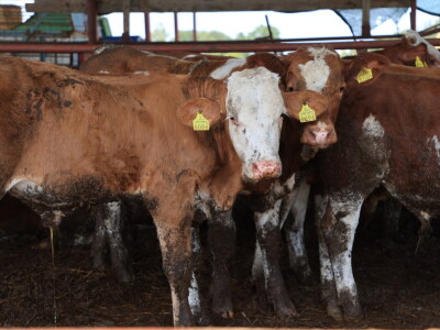Stradale farme u Općini Strizivojna