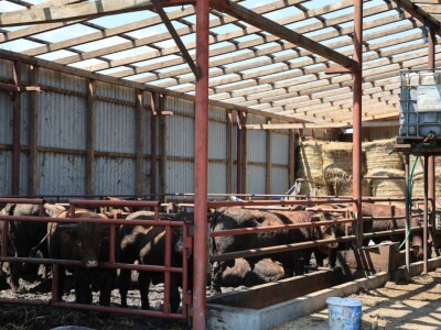 Stradale farme u Općini Strizivojna