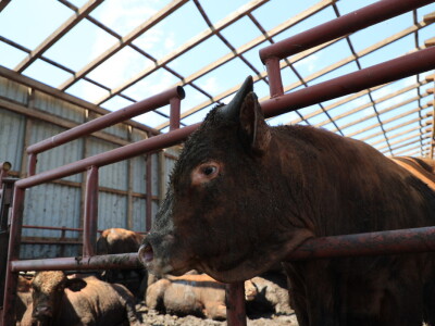 Stradale farme u Općini Strizivojna