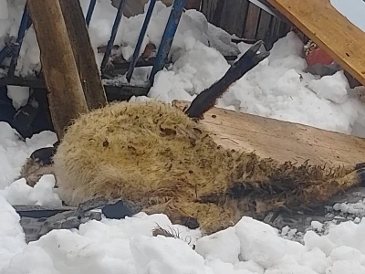 Stradale krave u Bosanskoj Krupi