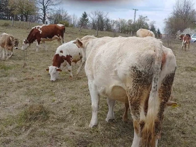 Stradale krave u Bosanskoj Krupi