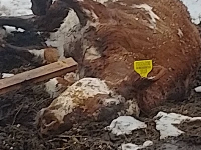 Stradale krave u Bosanskoj Krupi
