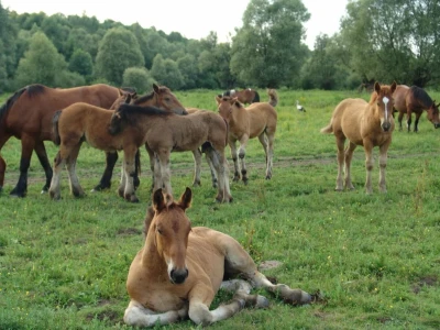 Stradanje konja