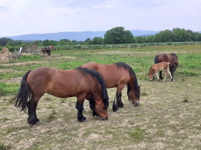 Stradanje konja