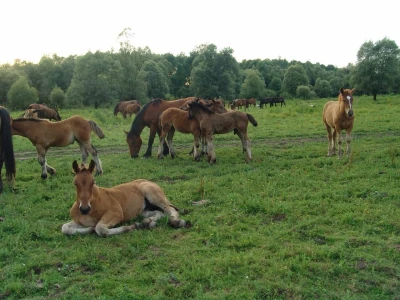 Stradanje konja