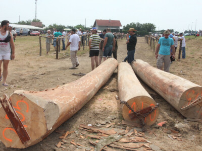 Teški sirovi bukovi trupci Teški sirovi bukovi trupci