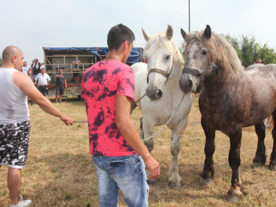 U očekivanju nastupa U očekivanju nastupa