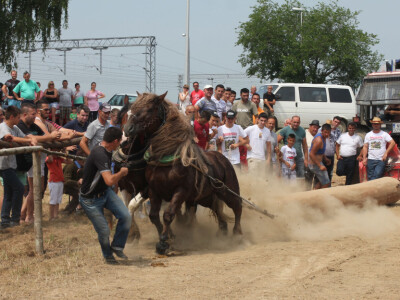Snažni i izdržljivi radni konji Snažni i izdržljivi radni konji
