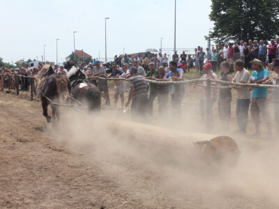 Nije lako odvući teški trupac Nije lako odvući teški trupac