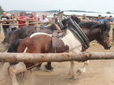 Teže nego u šumi Teže nego u šumi