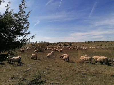 Strategije agrara i akvakulture