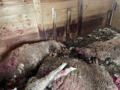 Stravičan prizor u štali: Čopor pasa rastrgao ovce