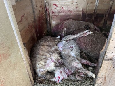 Stravičan prizor u štali: Čopor pasa rastrgao ovce