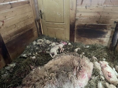 Stravičan prizor u štali: Čopor pasa rastrgao ovce